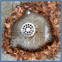 Drain Defender protects against clogged outdoor drain pipes