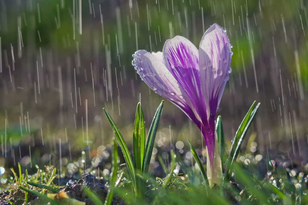 Purple spring flower is showered in rainfall